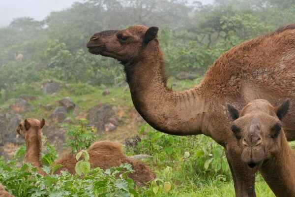 الغابة المطيرة في شبه الجزيرة العربية